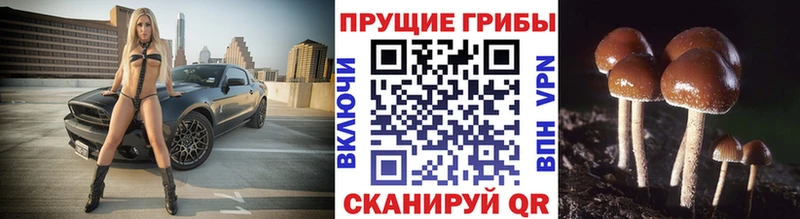 Галлюциногенные грибы GOLDEN TEACHER  закладка  Ижевск 